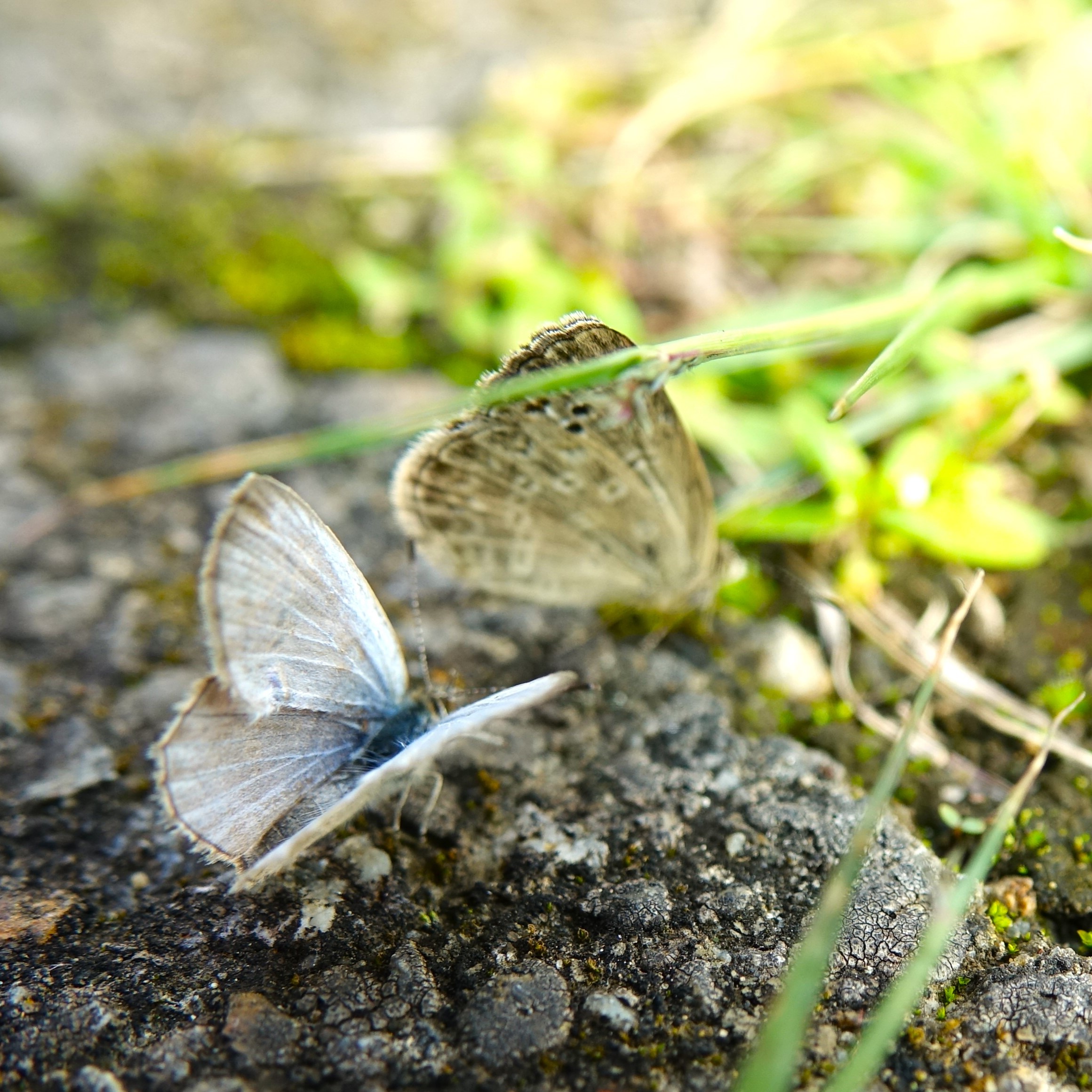 折列藍灰蝶